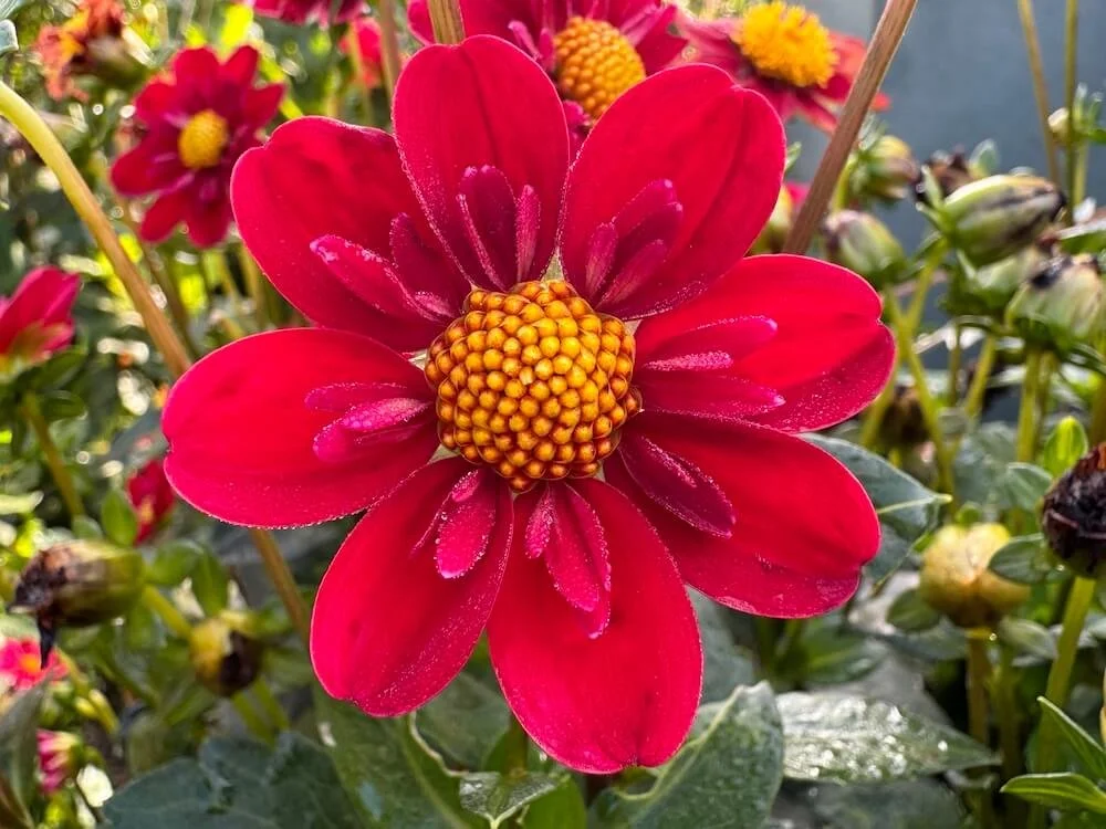 Dahlia 'Kelsey Spirit' (Kelsey Spirit Dahlia) — Northwest Blooms